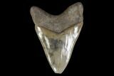 Serrated, Fossil Megalodon Tooth - Robust Tooth #119376-2